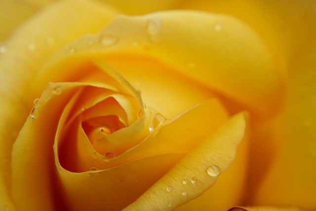 黄玫瑰 花 玫瑰 - 上的免费照片