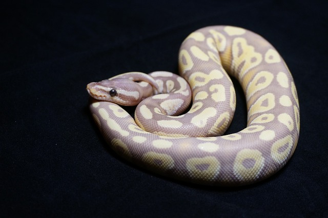 球 Python 蛇 爬虫 - 上的免费照片