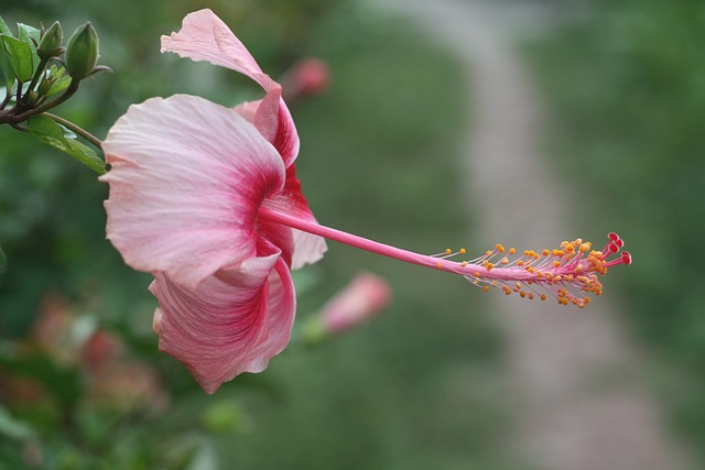 花 泰国 哥帕延 - 上的免费照片
