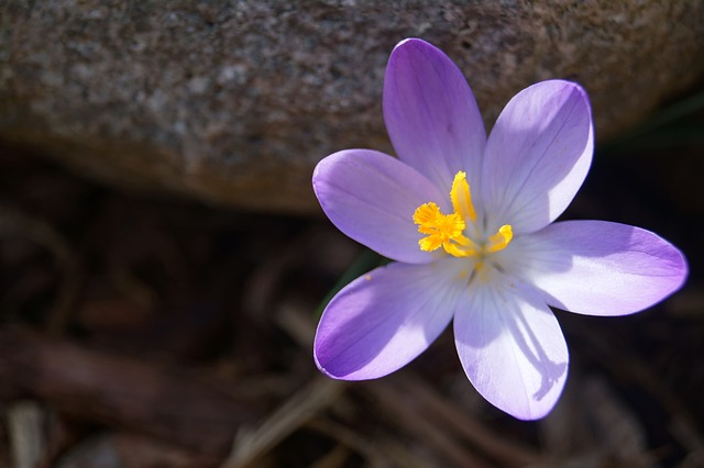 布鲁姆 克罗库斯 莱拉 - 上的免费照片