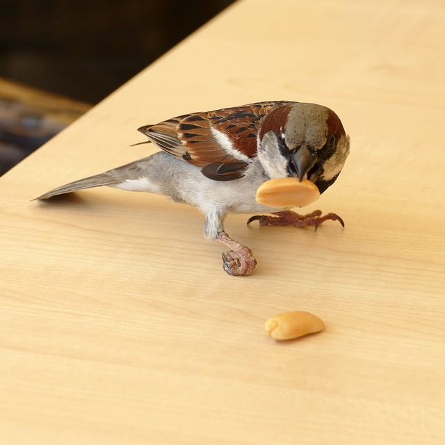 麻雀 鸟 动物区系 - 上的免费照片