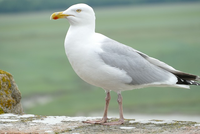 海鸥 鸟 海 - 上的免费照片