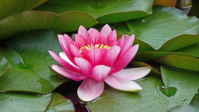 水中百合 池塘 水厂 - 上的免费照片