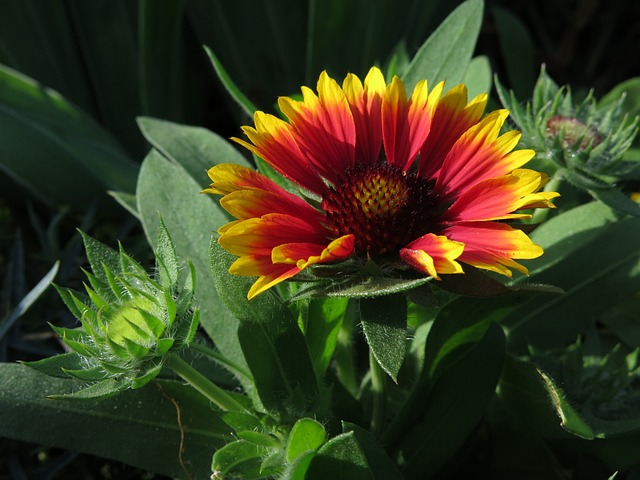塞丁花 画家花 Gaillardia Aristata - 上的免费照片