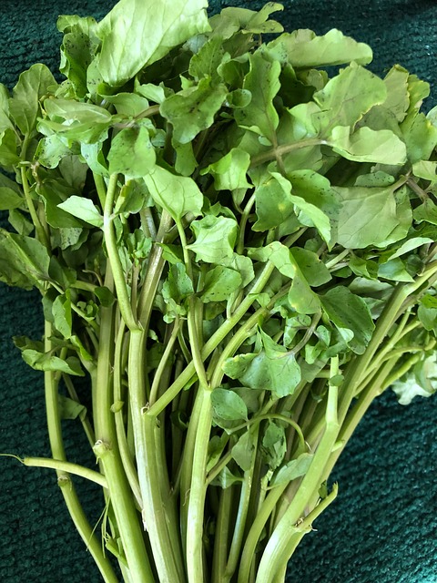 豆瓣菜 生产 蔬菜 - 上的免费照片