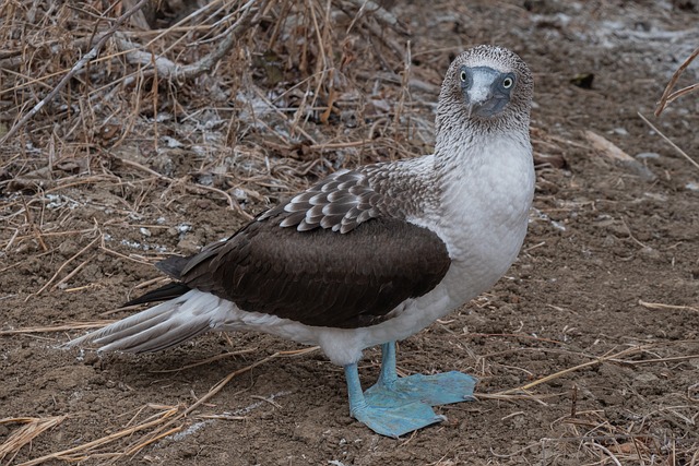 厄瓜多尔 蓝色脚鲣鸟 野生动物 Isla De La - 上的免费照片