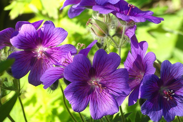 天竺葵Wielkop?atkowy Cranesbill 天竺葵 - 上的免费照片
