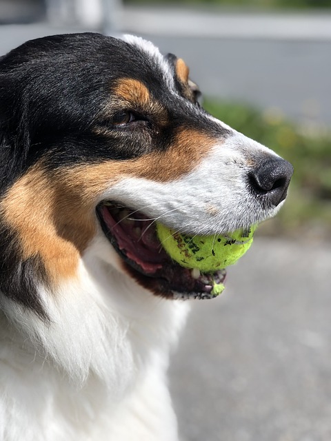 狗 Ballek Hundesport - 上的免费照片