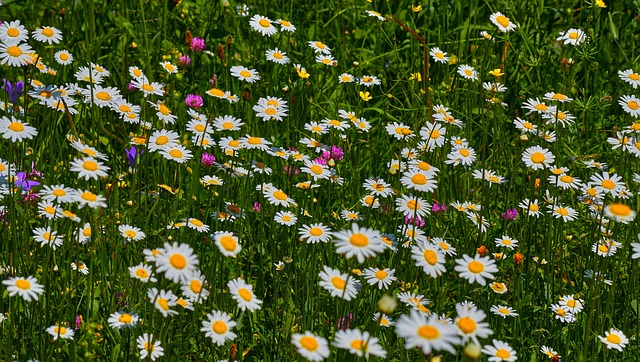 花 农业 Hagertal - 上的免费照片