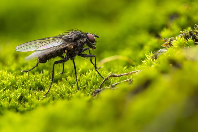 飞 昆虫 苔藓 - 上的免费照片