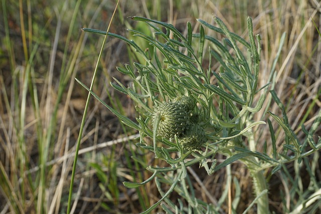 投手蓟 Cirsium Pitcheri 密歇根州 - 上的免费照片