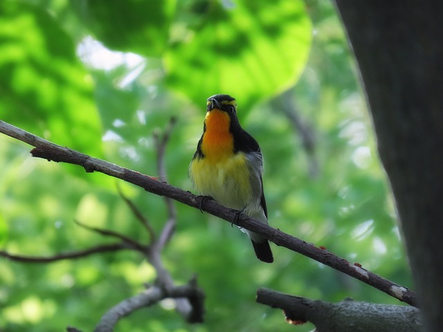 动物 森林 新绿 - 上的免费照片