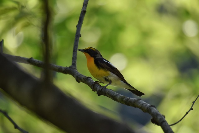 动物 森林 新绿 - 上的免费照片