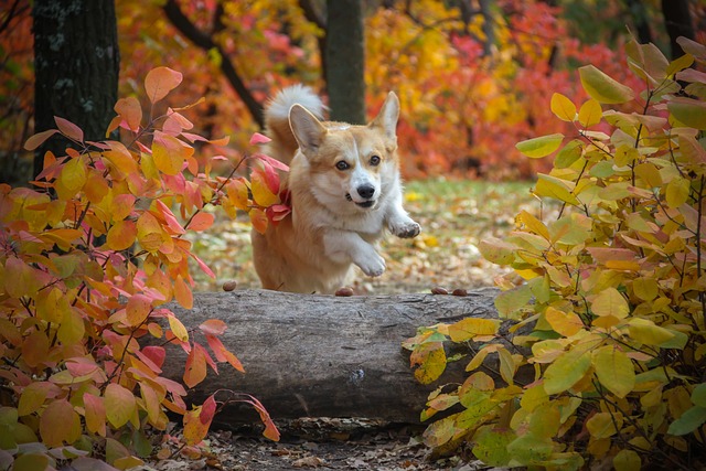 柯基犬 狗 日志 - 上的免费照片
