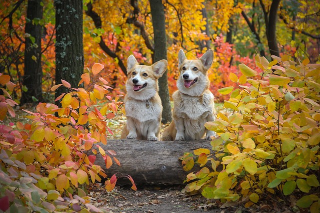 柯基犬 小狗 日志 - 上的免费照片