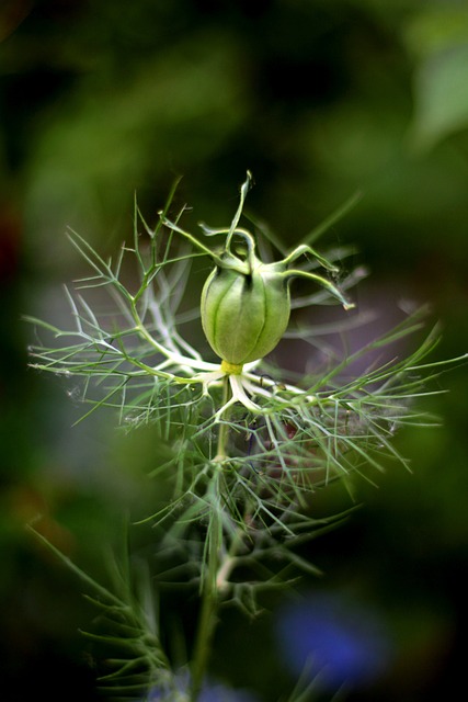 名单产大马士革玫瑰 种荚 Juffertje在Het Groen - 上的免费照片