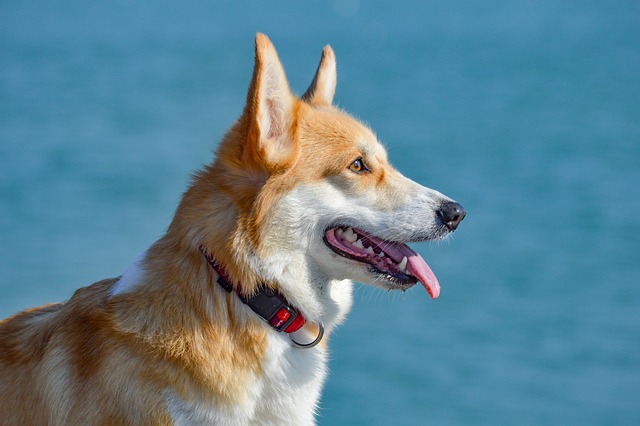 柯基犬 肖像 甜的 - 上的免费照片