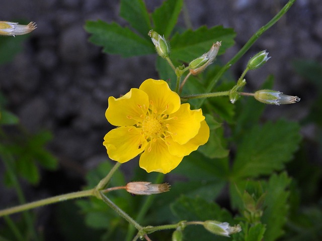 花 黄色 杂草 - 上的免费照片