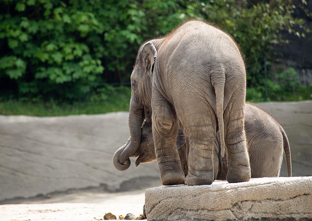大象 厚皮动物 哺乳动物 - 上的免费照片