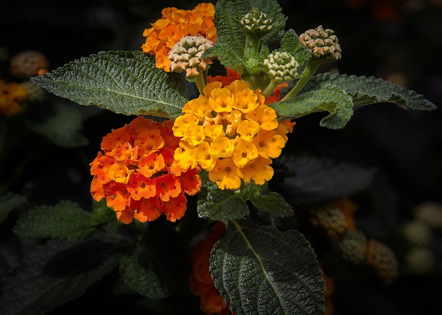 镧 敞篷玫瑰 花 - 上的免费照片