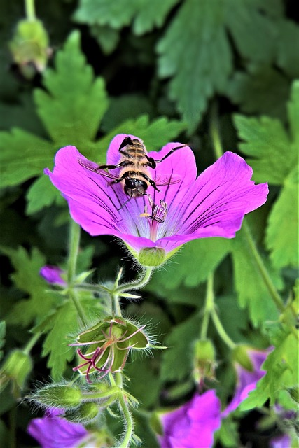 植物 花 Storchschnabel - 上的免费照片