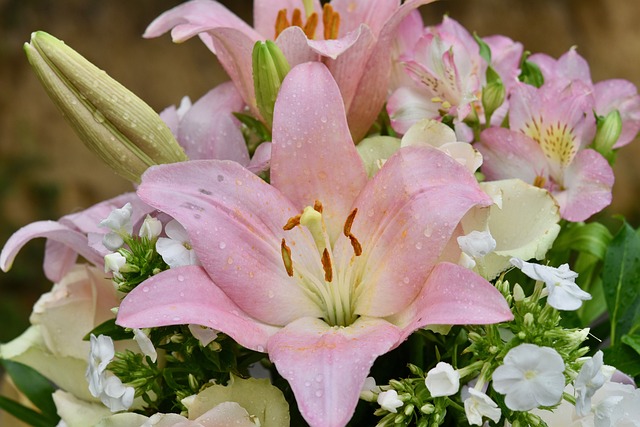 花 百合花 按钮-De Lys - 上的免费照片