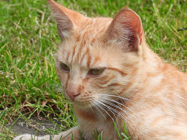 猫 达乔维茨 Kocurek - 上的免费照片