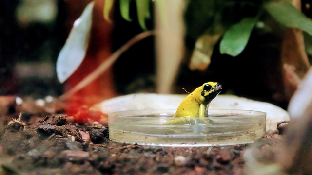 青蛙 两栖类 动物 - 上的免费照片