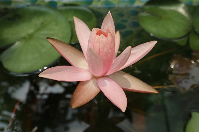 一个Lotus 橙花 绿色 - 上的免费照片