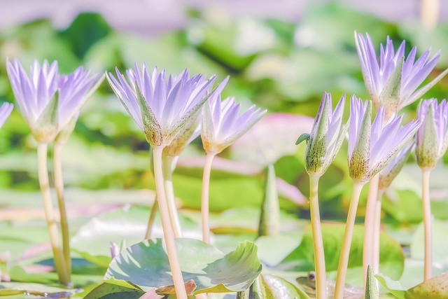 睡莲 簇簇 盛开 - 上的免费照片