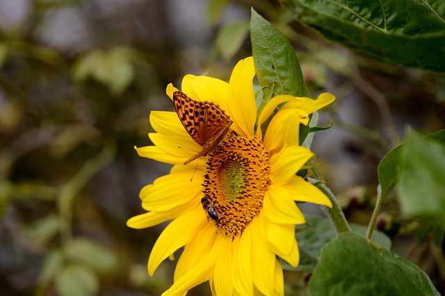 蝴蝶 银用川贝蝴蝶 向日葵 - 上的免费照片
