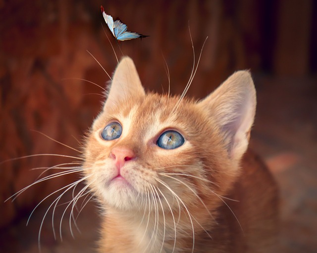 猫 蝴蝶 小猫 - 上的免费照片
