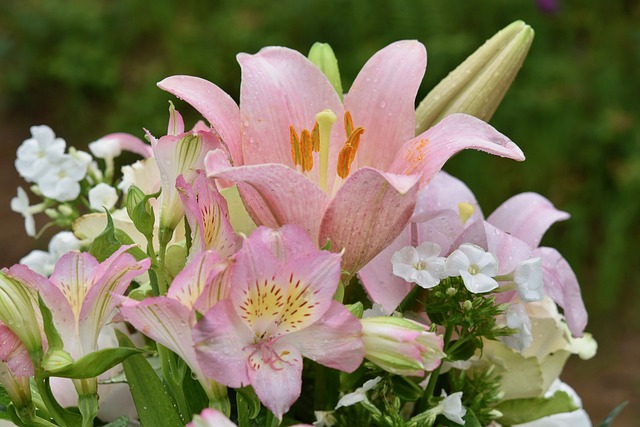 花 鲜花 百合花的粉红色 按钮-De - 上的免费照片