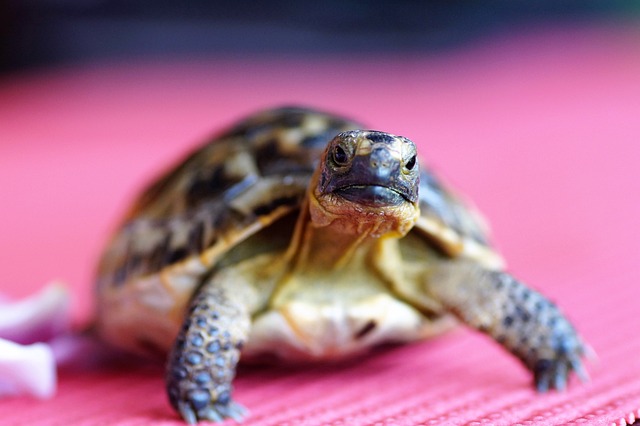 龟 乌龟 壳 - 上的免费照片
