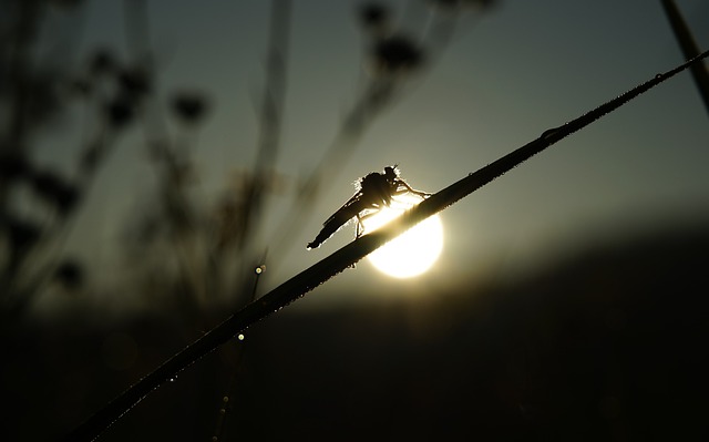 蜻蜓 太阳 早上 - 上的免费照片