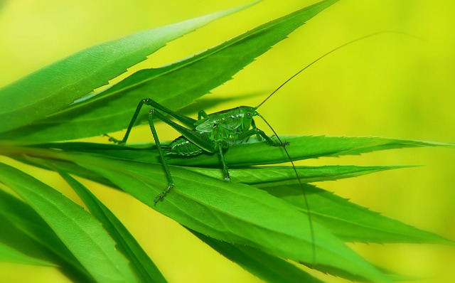 绿色的蚂蚱 年轻 汤姆 - 上的免费照片