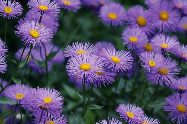 紫苑 紫罗兰花 花朵 - 上的免费照片