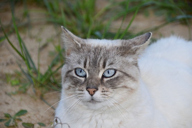 猫 动物 猫科动物 - 上的免费照片