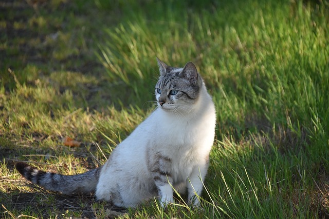 猫 胡同猫 欧洲猫 - 上的免费照片