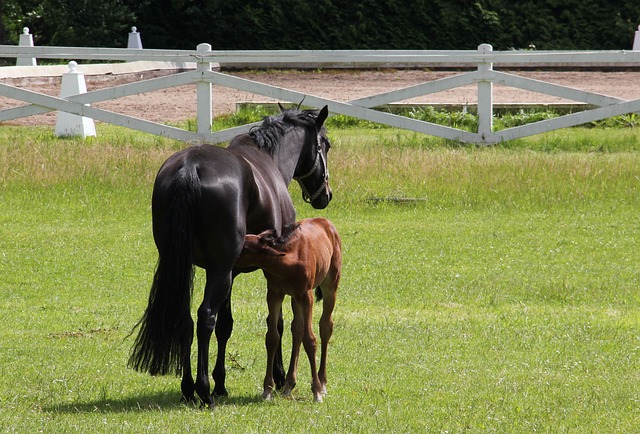 马 驹 动物 - 上的免费照片