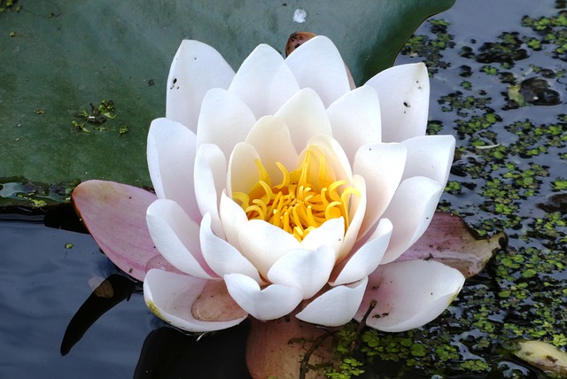 水中百合 沟 花卉 - 上的免费照片