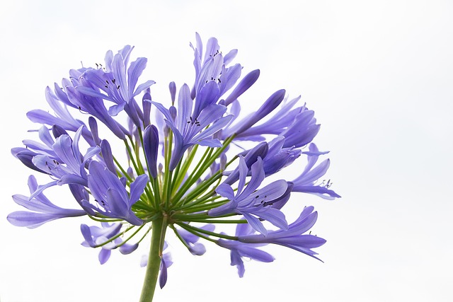 百子花 观赏百合 花 - 上的免费照片