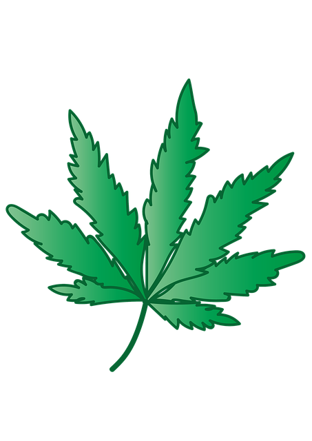 大麻 草本植物 杂草 - 上的免费图片