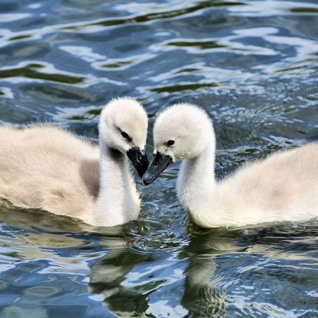 Cygnets 天鹅 动物 - 上的免费照片