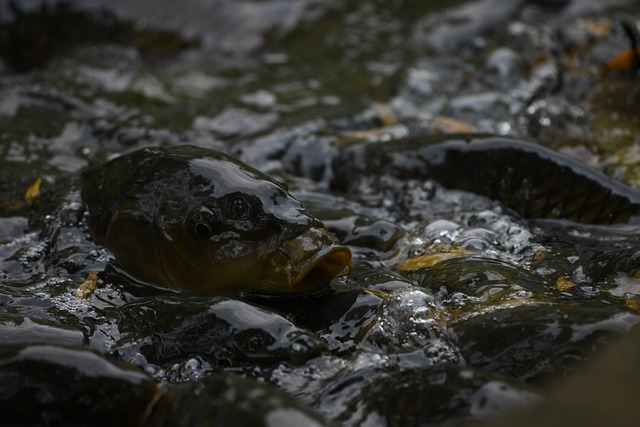 鱼 水 鲤鱼 - 上的免费照片