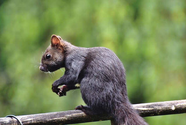 松鼠 橡木猫 啮齿动物 - 上的免费照片