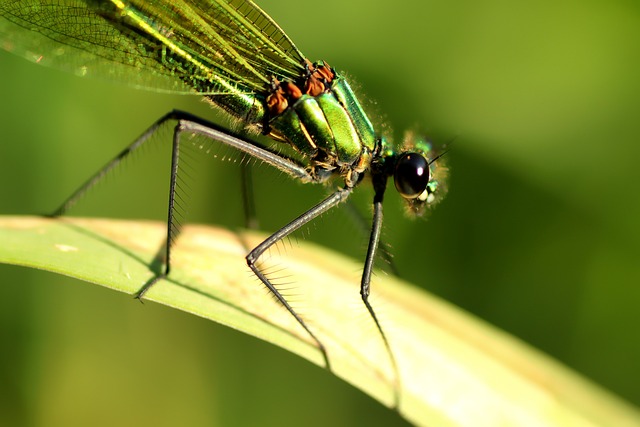 带状小姑娘 蜻蜓 女性 - 上的免费照片