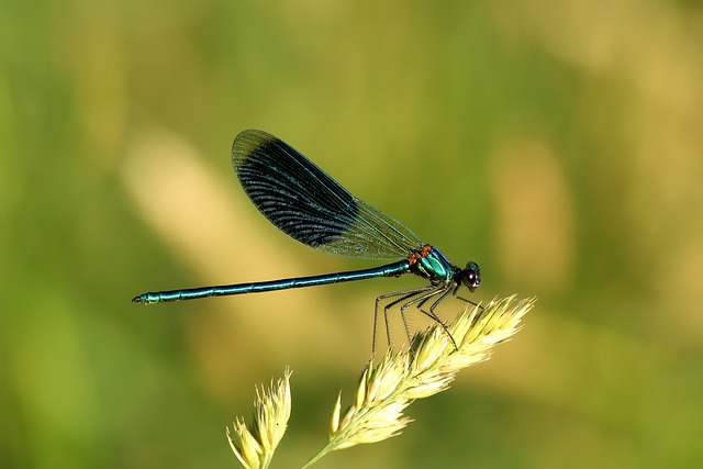 带状小姑娘 蜻蜓 蓝色的 - 上的免费照片