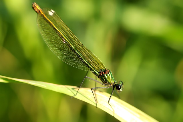 联辉煌Libellle 蜻蜓 女性 - 上的免费照片