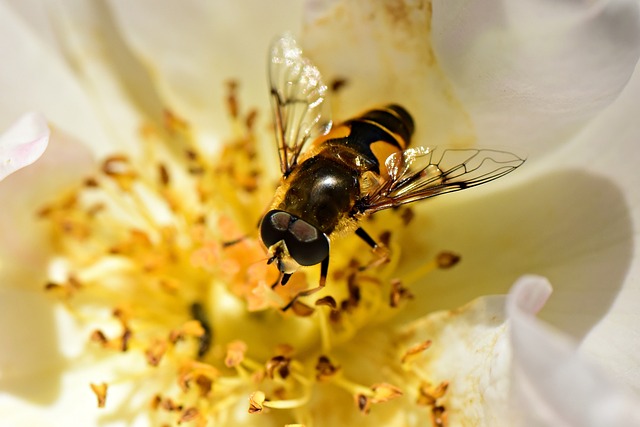 Hoverfly 昆虫 动物 - 上的免费照片